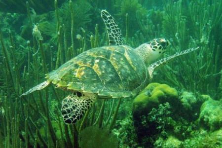 无畏的守护者：揭开一命救六命的神秘动物面纱