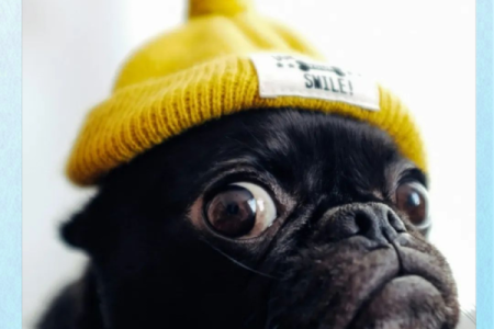 2006年属狗，性格特点与命运详解