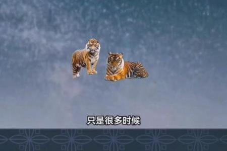 1982年属虎的命运：解析生肖虎的性格与人生轨迹