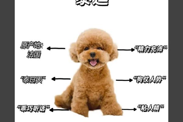 过命交情的象征：忠诚的动物，鸽子与狗的启示