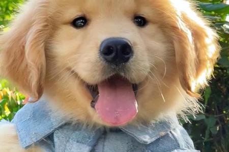 过命交情的象征：忠诚的动物，鸽子与狗的启示