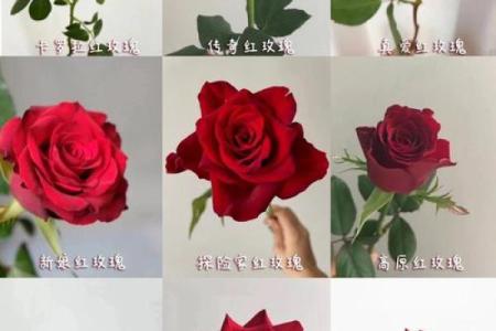 玫瑰命：从花语看人生的温暖与坚毅