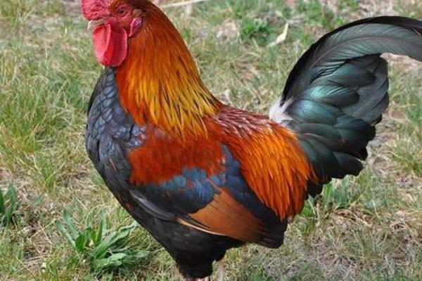 探寻辛酉石榴木命，揭示缺失之处与补救之法