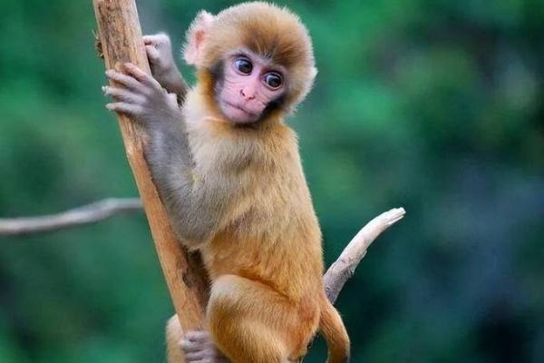 2003年出生的猴命：智慧与灵动的完美结合