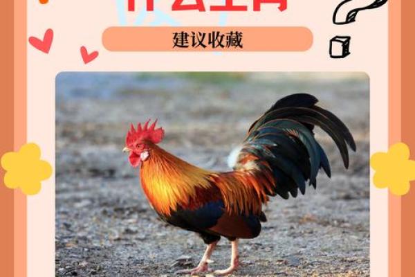 土命鸡佩戴菩萨的传统与意义解析