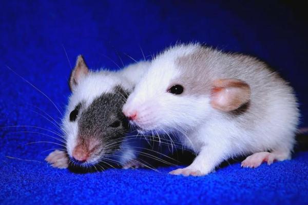 揭秘好名乌龟命生肖之谜，探寻命运与性格的秘密