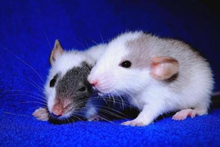 揭秘好名乌龟命生肖之谜，探寻命运与性格的秘密