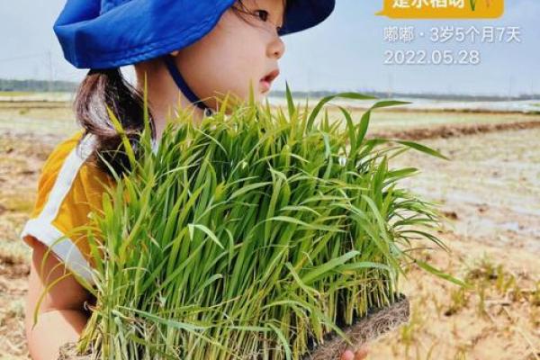 命稻命稻，人生如稻，悲欢离合皆在这一粒米中