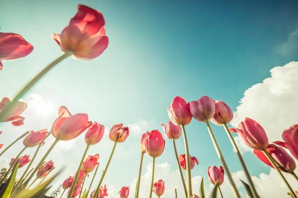 木命男孩适合的职业选择：追寻心灵的栖息地