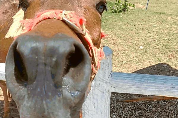 1968年出生的马：命运与性格的奇妙结合