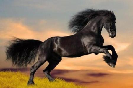 1968年出生的马：命运与性格的奇妙结合