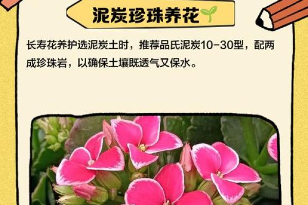 城头土命与花卉的完美搭配：适合的花卉解析