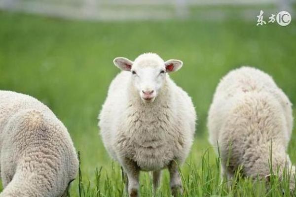 探索1999腊月11日出生者的命运与性格特征