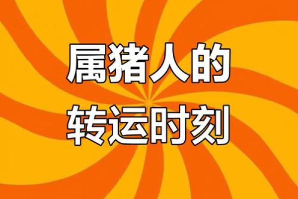 2019年属猪的命运解读：财富、事业与感情的全方位分析