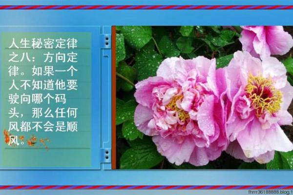 1982年属鸡的命格解析：探索命运与人生的秘密