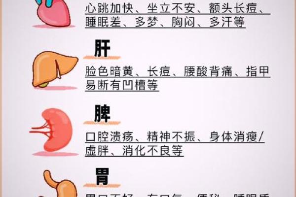 火命人需关注的五大器官与健康指南