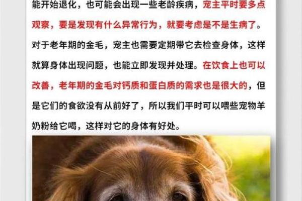 狗年出生的70后：金命解析与人生启示