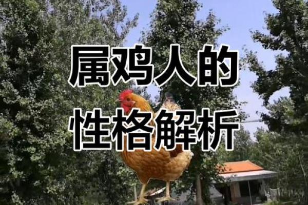 六七羊与六九鸡：解读命理中的生肖智慧