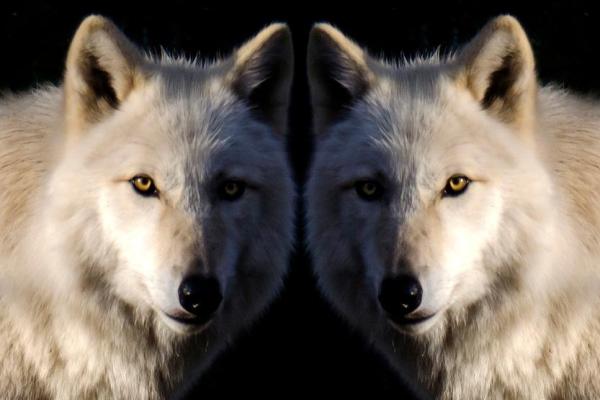 1964年出生的狗:命运与性格的深刻探讨 1964年出生的狗:命运与性格的深刻探讨