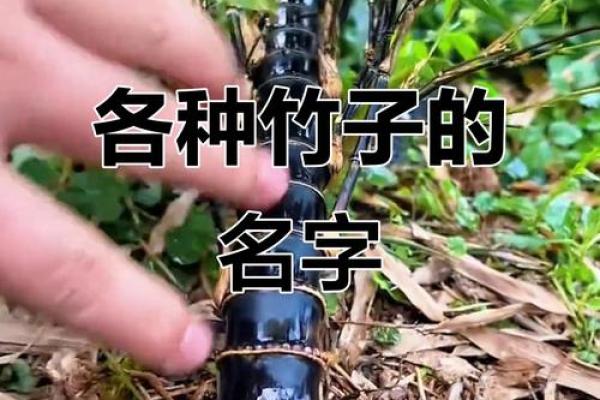 竹命：解密竹子与命运之间的奇妙关系