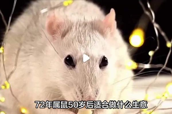 1970年狗年出生者的命运解析与人生建议