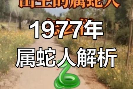 2013蛇命解析：如何弥补生活中的缺失与挑战