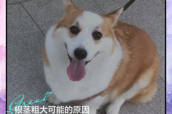 狗土命的人适合哪些行业？探索理想事业的秘密！