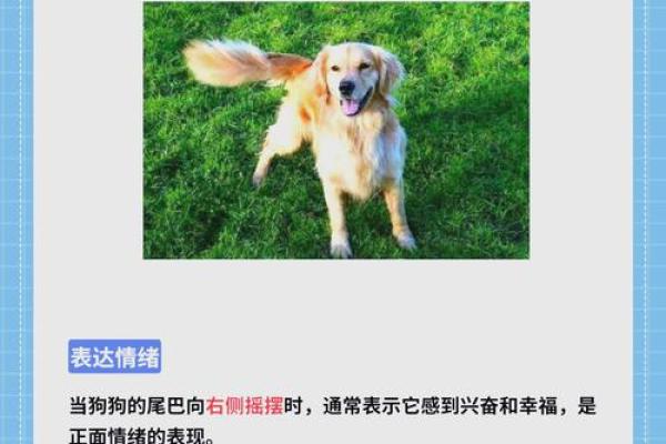 狗土命的人适合哪些行业？探索理想事业的秘密！