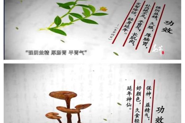 中国草命之神：探索草药的神奇力量与文化魅力