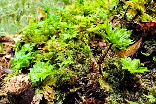 中国草命之神：探索草药的神奇力量与文化魅力