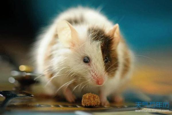 2036年鼠年是什么命？解析鼠年命理与运势！