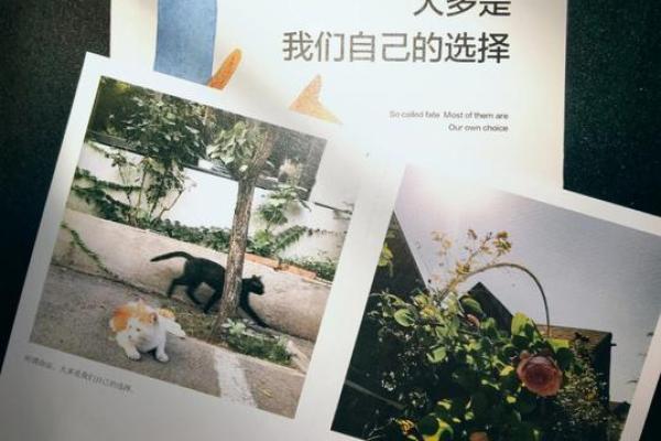 命运与选择：解析1980年6月11日出生的你的命运轨迹