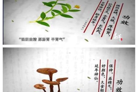 中国草命之神：探索草药的神奇力量与文化魅力
