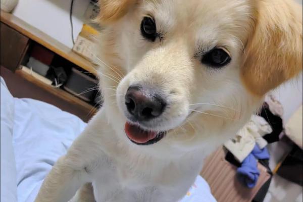 2019年狗宝宝命运解析：注定与众不同的未来与性格特征