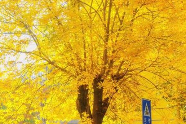 解析白蜡金与火命的最佳搭配，提升运势的秘密揭晓！