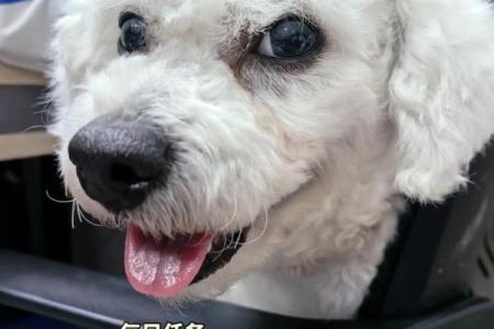 2019年狗宝宝命运解析：注定与众不同的未来与性格特征