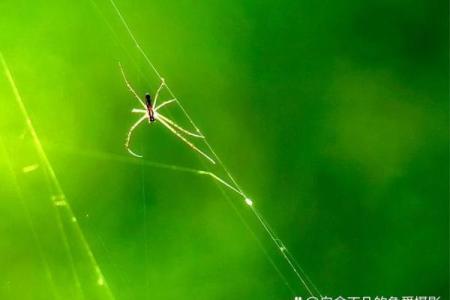 壁上土命：灵动之土的命名艺术与生命启示