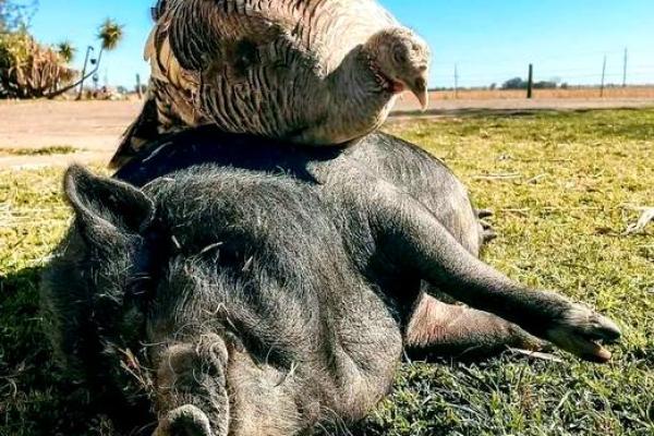 当友谊遭遇危机：动物世界中的交情与命运