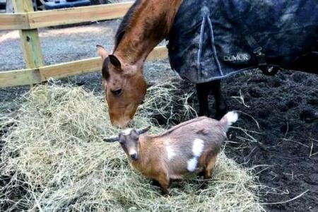 当友谊遭遇危机：动物世界中的交情与命运
