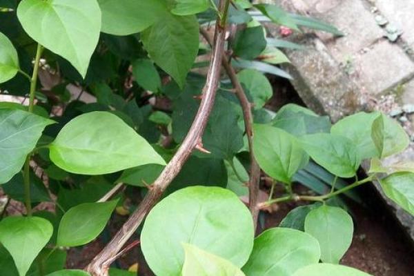 草药的力量：用生命守护生命的绿草奇迹