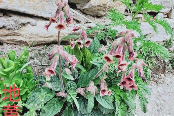 草药的力量：用生命守护生命的绿草奇迹