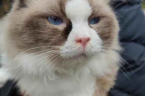 揭秘布偶猫的命格：它们为何如此迷人？