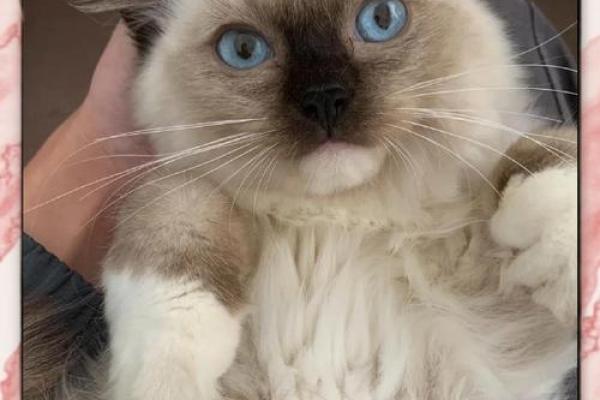 揭秘布偶猫的命格：它们为何如此迷人？