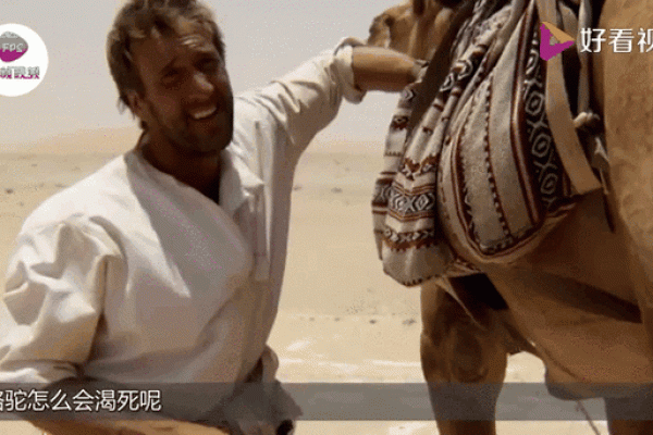 骆驼：沙漠流浪者的苦与乐，何以命途多舛？