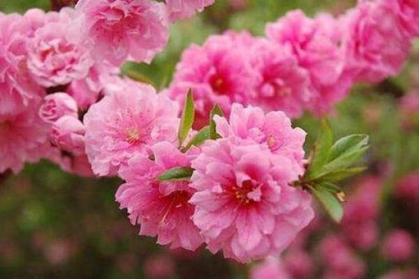 探索桃花女的命运与特质：揭开神秘面纱的真相