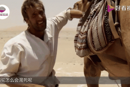 骆驼：沙漠流浪者的苦与乐，何以命途多舛？