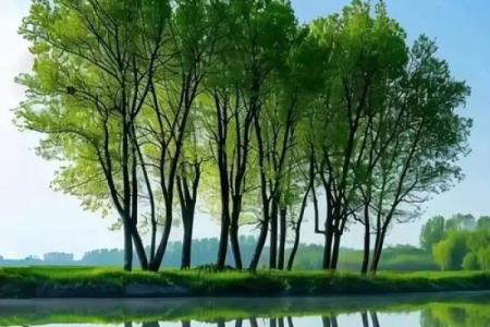 绿色与命相结合：适合哪些命格的人？