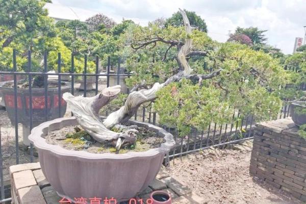 命理解析：揭秘为何家中不能种柏树，福祉和凶险的博弈