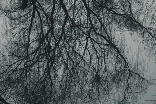 枯木之命：内心渴望与真正的自我挣扎