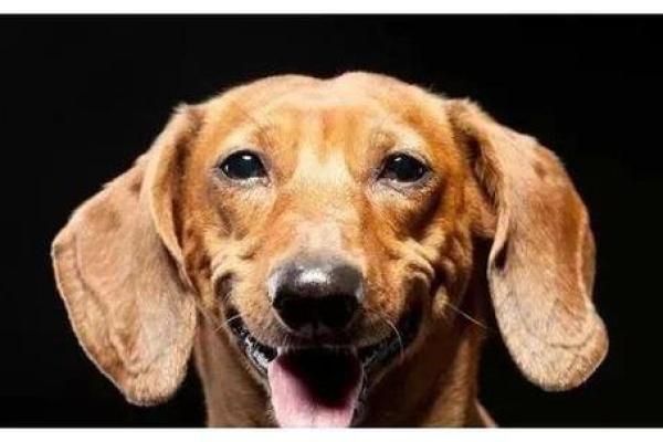 1982年牛年出生的人：揭示他们的命运与性格特征